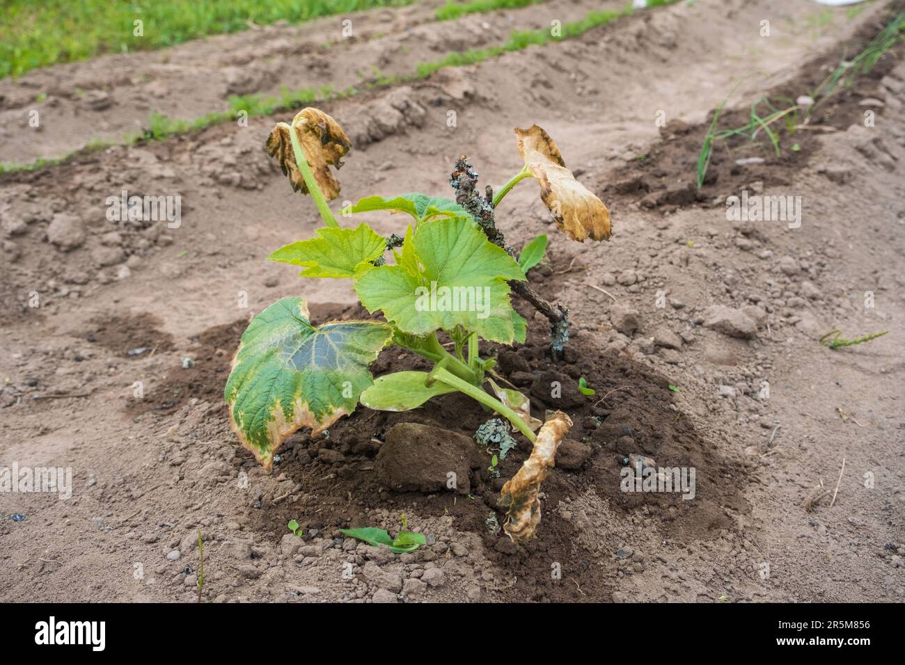 Zucchini plants damaged by frost. Zucchini plants show signs of frost