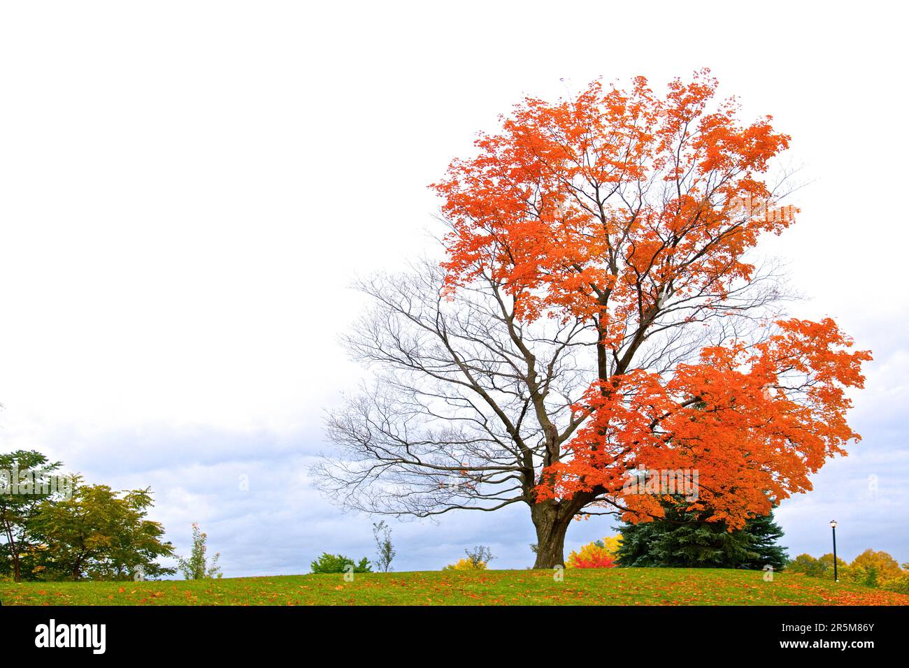 The single maple tree on the hill, perfect as wallpaper Stock Photo