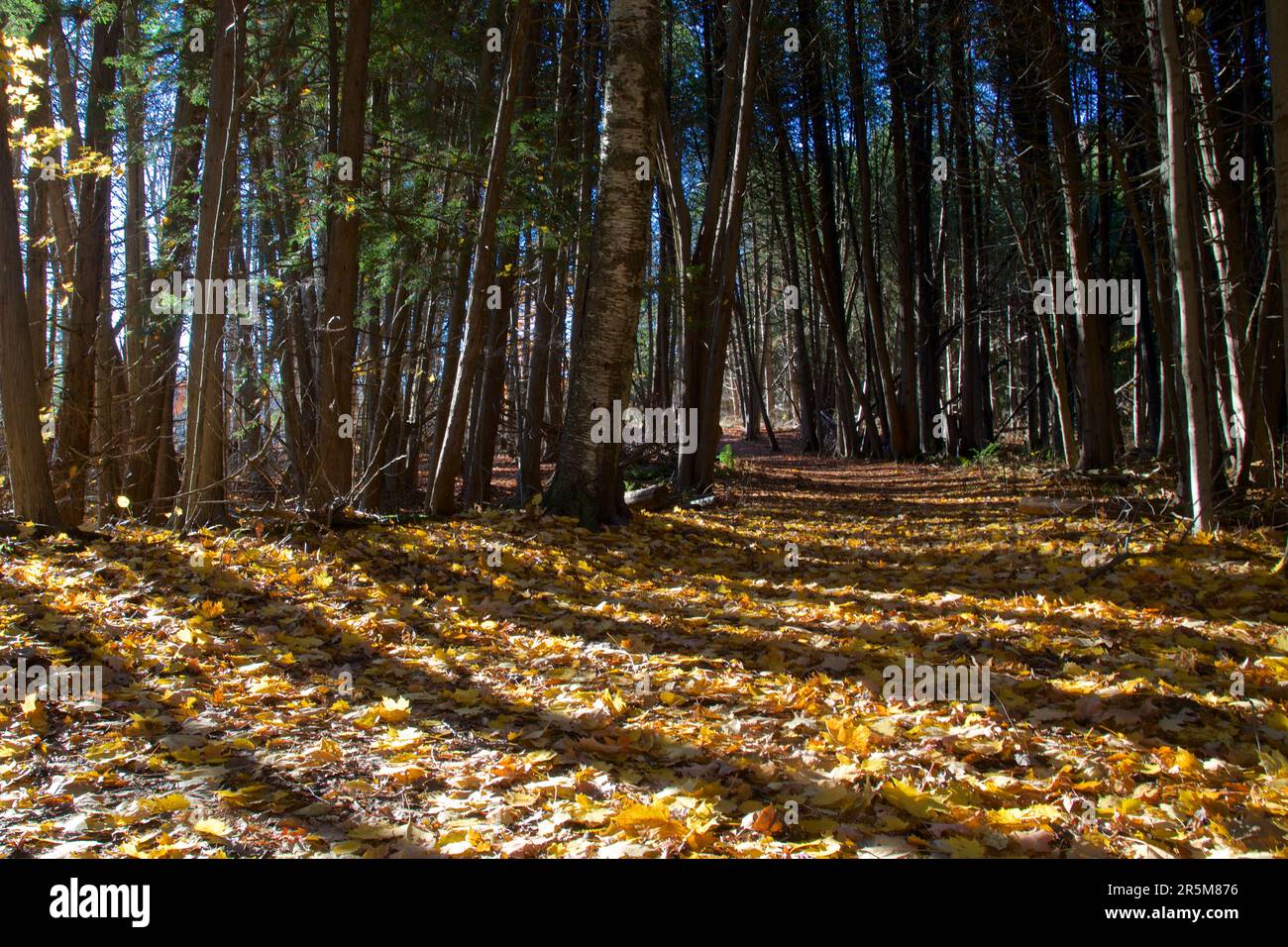 Light and shadow in the footpath of the autumn forest. Stock Photo