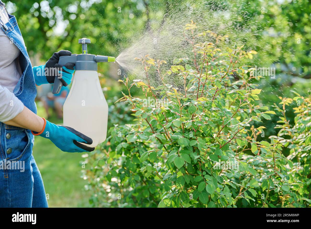 Dozen Roses Sprayed Pesticide spraying rose hi-res stock photography and images - Alamy