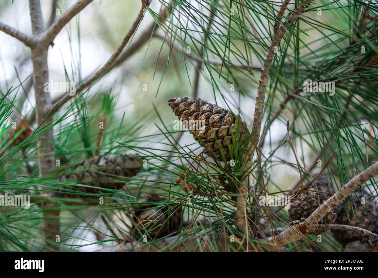Details of pine cone on a tree, close up, macro photography Stock Photo ...