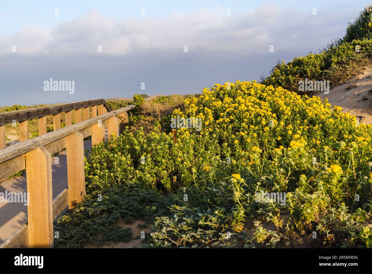 An old wooden boardwalk through sand dunes, and beautiful seaside woolly sunflowers in bloom. Rural landscape at sunset with cloudy sky in the backgro Stock Photo