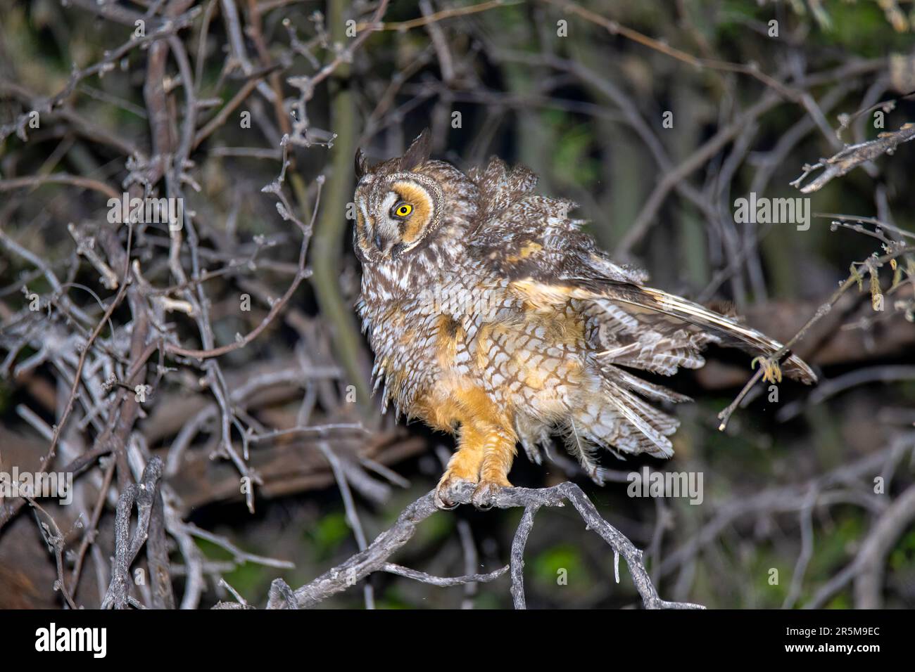 Long-eared Owl  Asio otus Catalina State Park, Tucson, Arizona, United States 15 April 2022    Fledgling       Strigidae Stock Photo