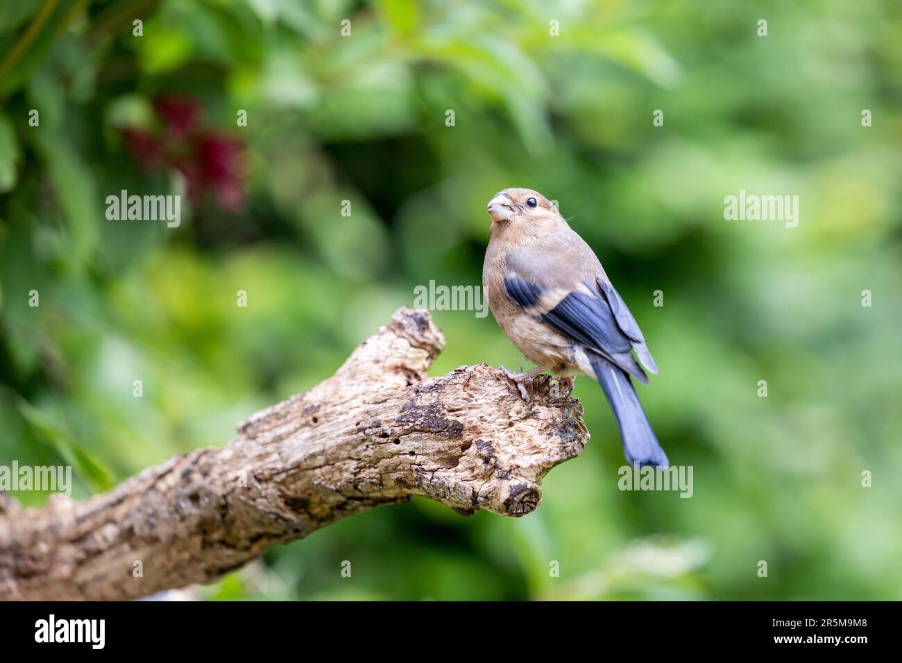 Young Juvenile Eurasian Bullfinch (Pyrrhula pyrrhula) perched on the end of a branch with a vibrant green foliage background.Yorkshire, UK (June 2023) Stock Photo
