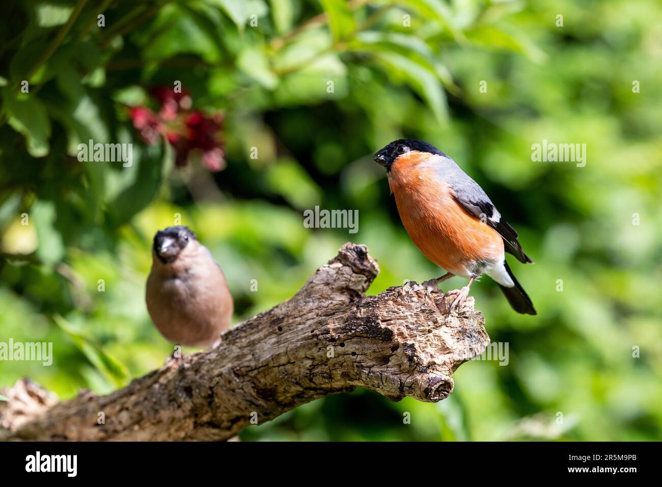 Pair of bullfinches. Adult male and female Eurasian Bullfinches (Pyrrhula pyrrhula) perched on a branch - Yorkshire, UK (June 2023) Stock Photo