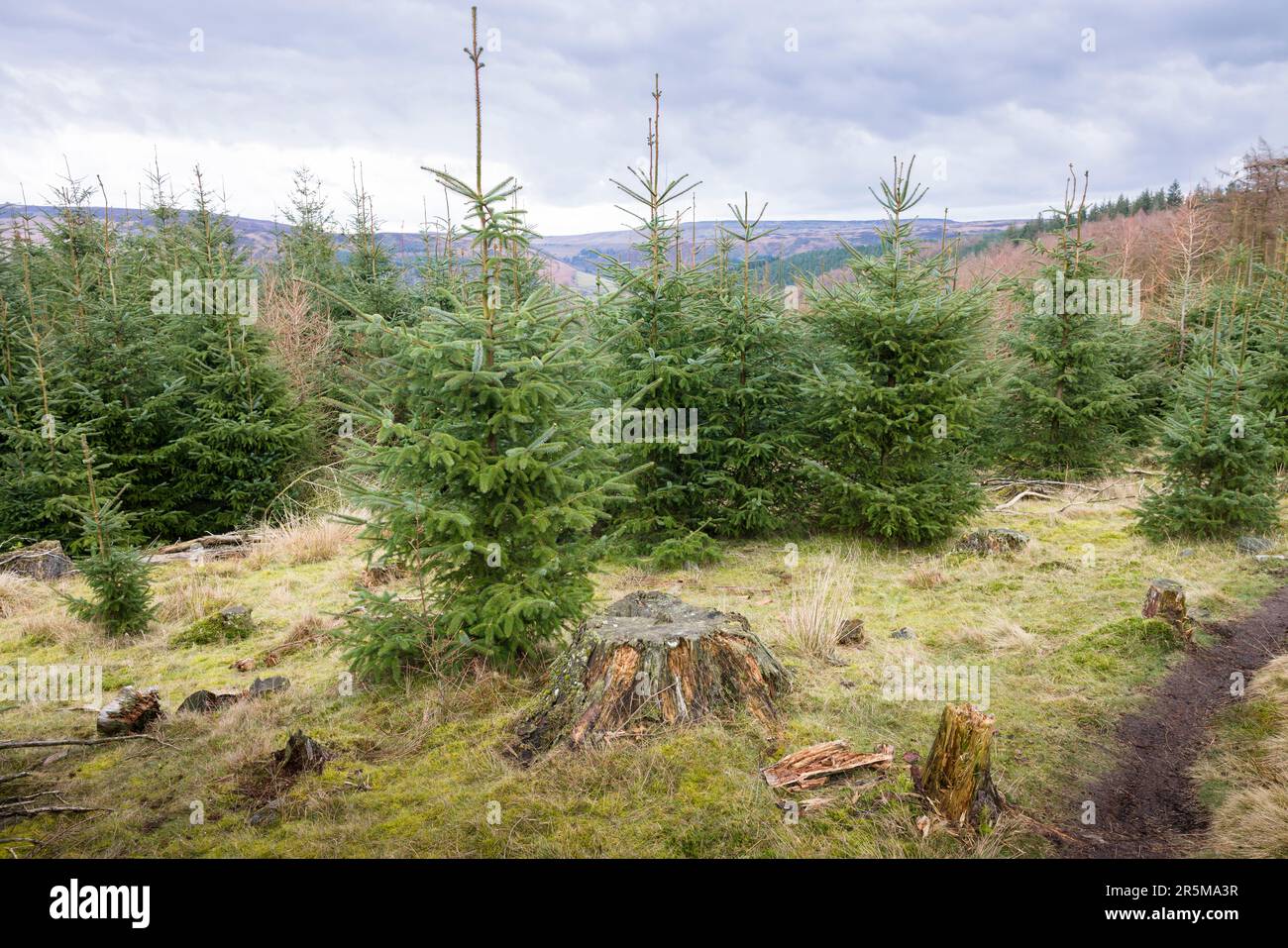 Young pine trees growing in a conifer forest plantation in Peak District, Derbyshire, UK Stock Photo