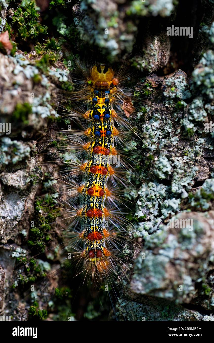 Caterpillars of the gypsy moth, Lymantria dispar. It is a dangerous pest of trees in forests, parks, roadside and other alleys Stock Photo