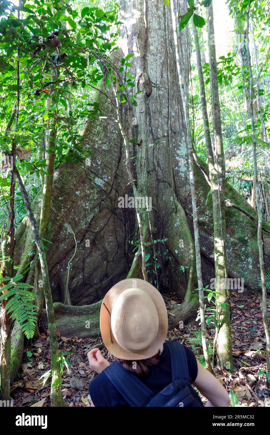 Ceiba Tree or Kapok is the largest tree found in the Amazon Rainforest in Ecuador. Stock Photo
