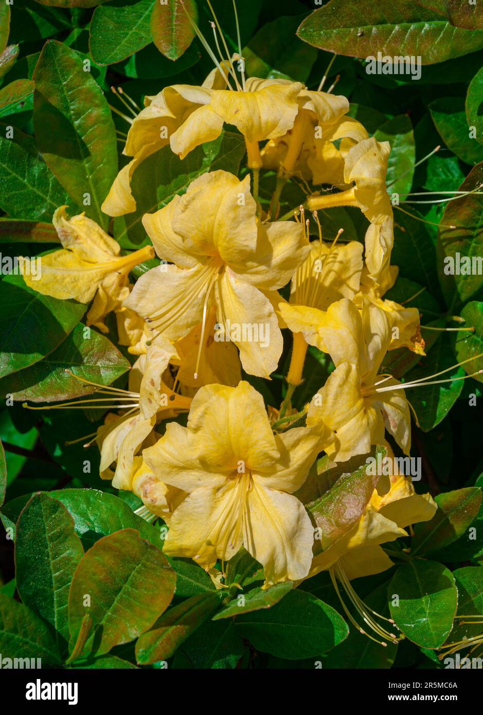 Blooming flowers of rhododendron anneke yellow azalea. Closeup photo Stock  Photo - Alamy
