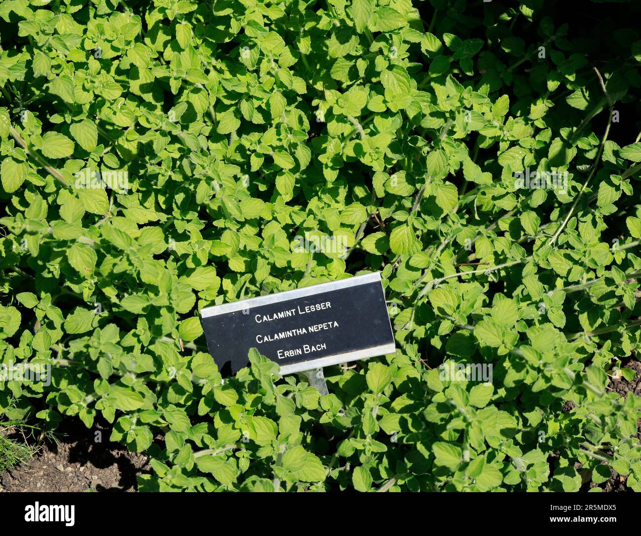 Calamint Lesser plant with bilingual label. Calamint Nepeta. Welsh name - Erbin . Cowbridge near Cardiff, South Wales. May 2023. Summer. Stock Photo