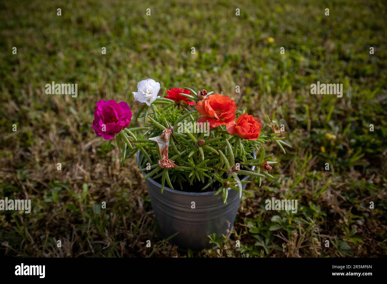 Moss rose in the grass Stock Photo