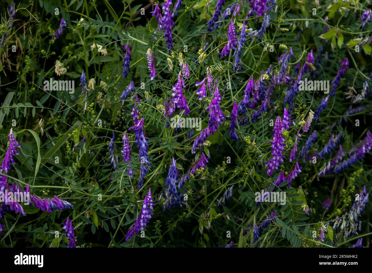 Vetches hi-res stock photography and images - Alamy