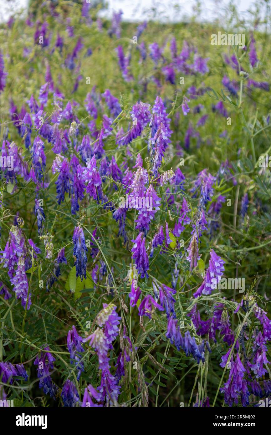 Vetches hi-res stock photography and images - Alamy