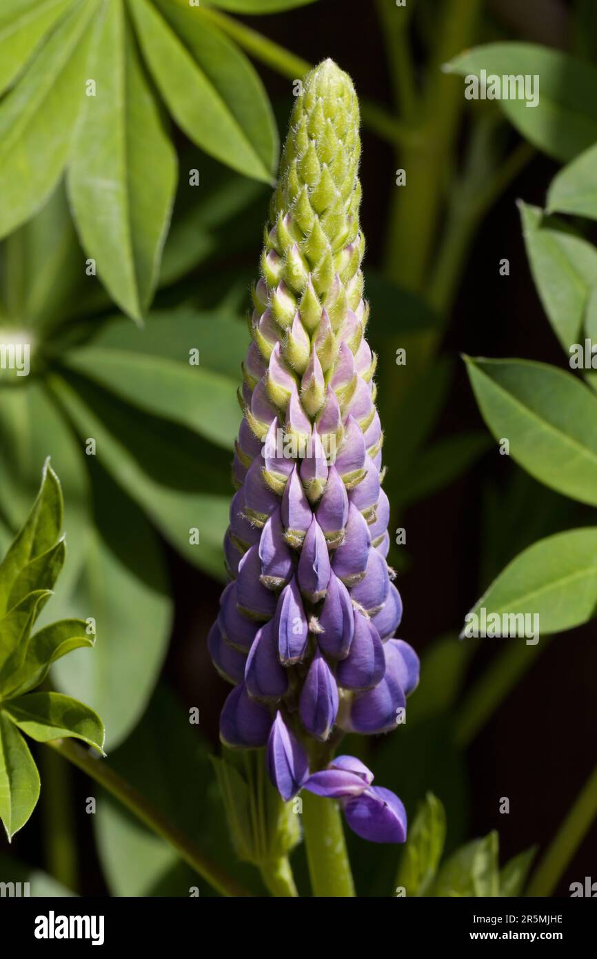 Lupin Pacific Giant Stem and Pods Stock Photo - Alamy