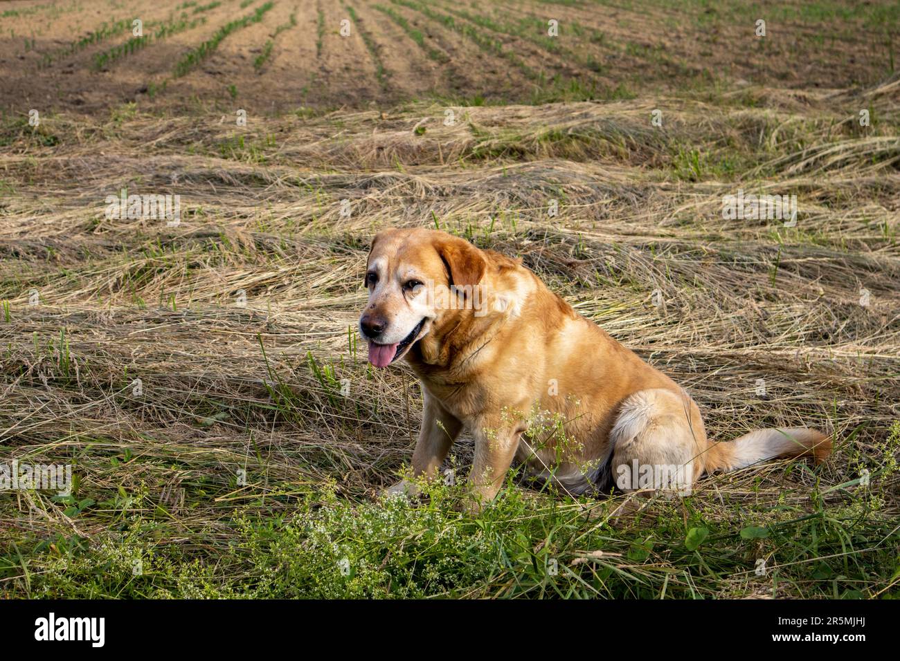 A dog in a summer field Stock Photo