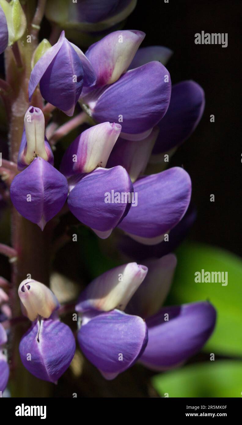 Lupin Flower Pods Stock Photo Alamy