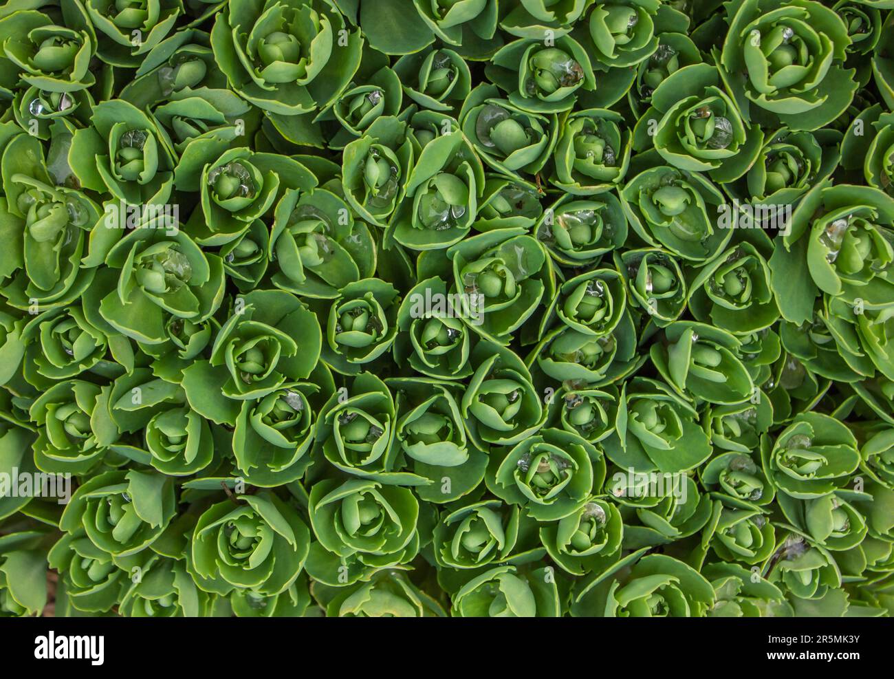 Hylotelephium telephium. Sedum foliage, greenery garden plants closeup with waterdrops (Sedum telephium). Orpine flowers. Sedum Stonecrop in nature. F Stock Photo