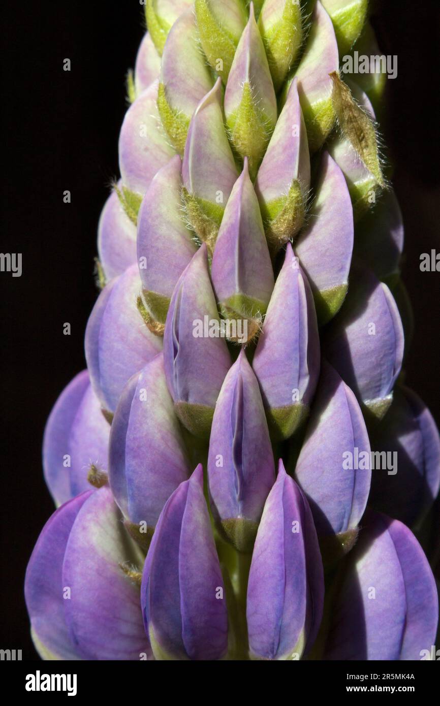 Lupin Flower Pods Stock Photo Alamy