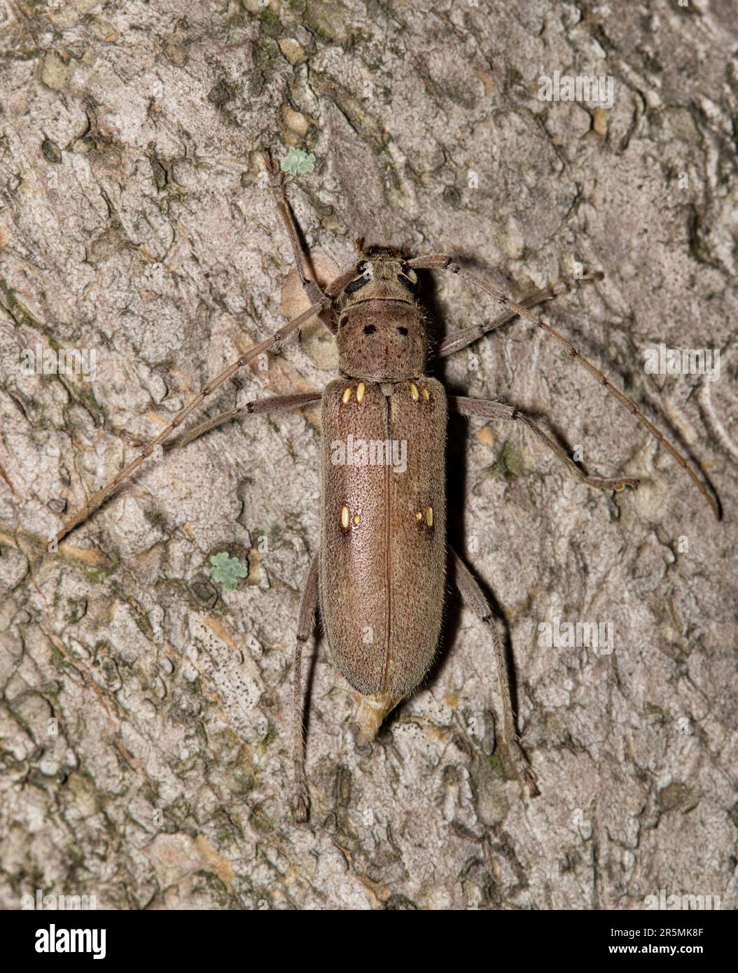 Lesser Ivory-marked Beetle (Eburia mutica) on a tree in Houston, TX dorsal view. Wood-boring beetle found in the Southern USA states. Stock Photo