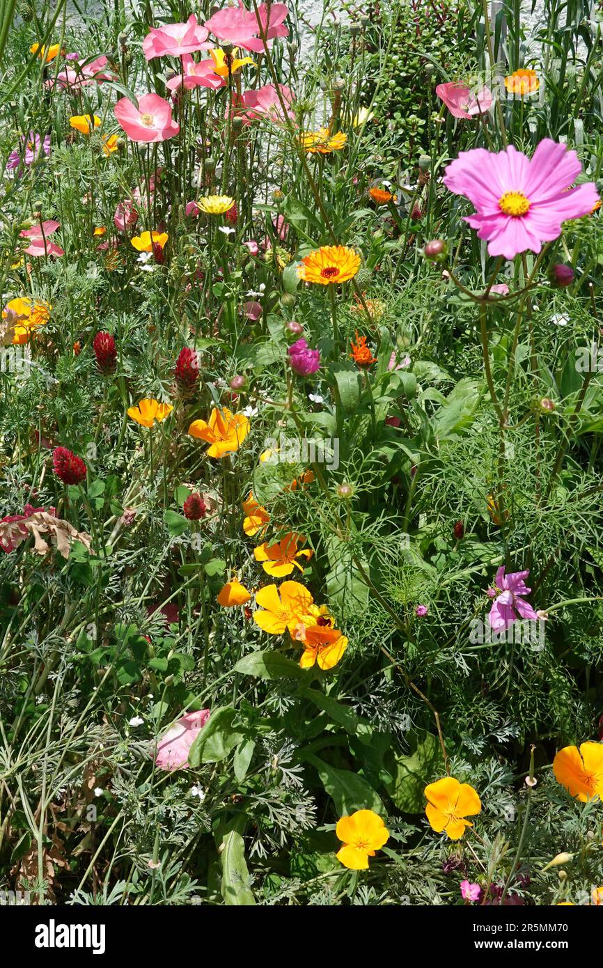 Insect friendly wildflowers hi-res stock photography and images - Alamy