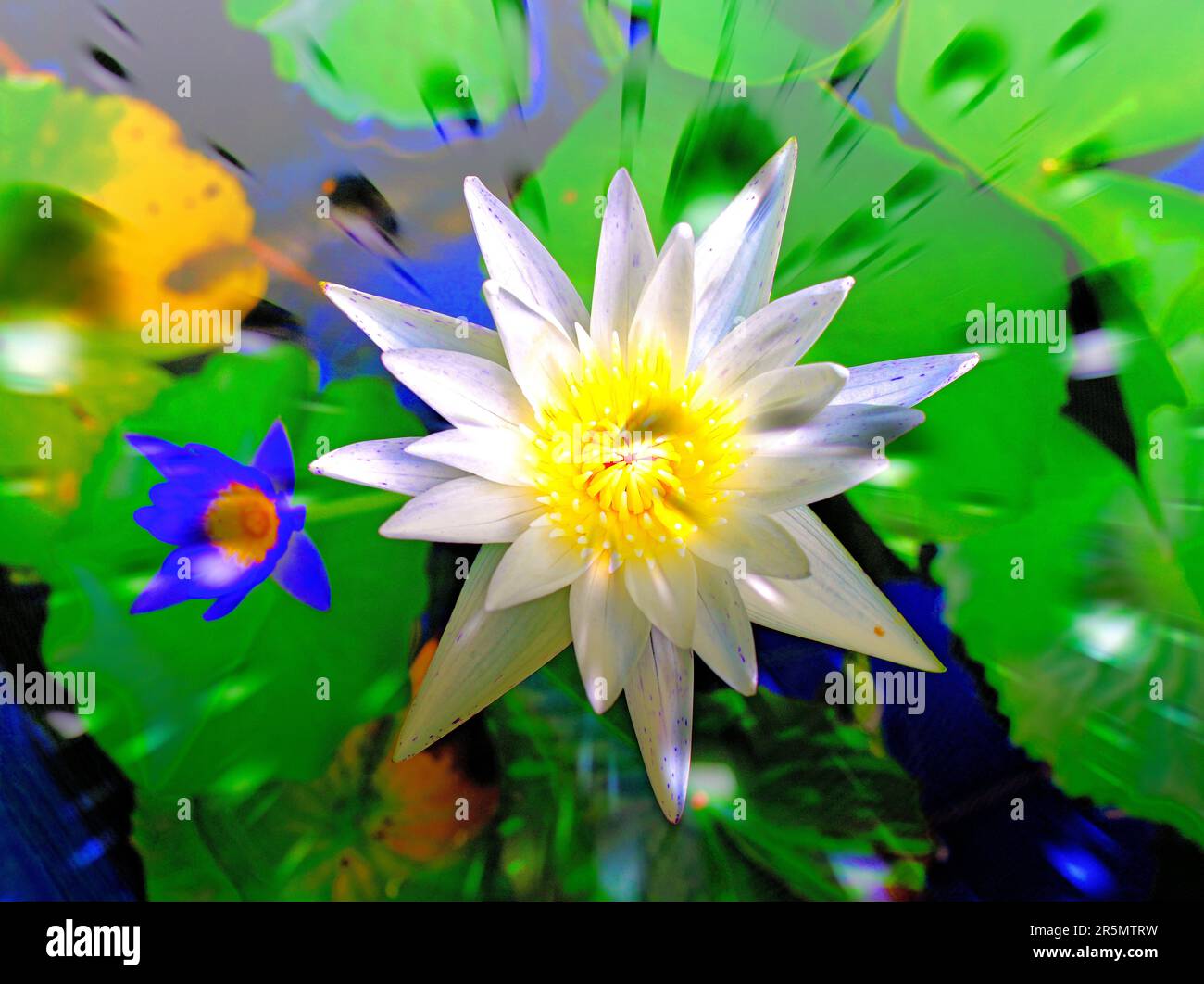 White and blue water lilies and reflections in Siem Reap Cambodia Stock Photo