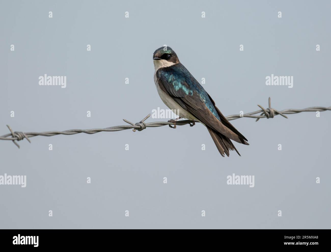 Tree swallow (Tachycineta bicolor) perched on a barbed wire fence, South of Highway 22x, Calgary,  Alberta, Canada, Stock Photo