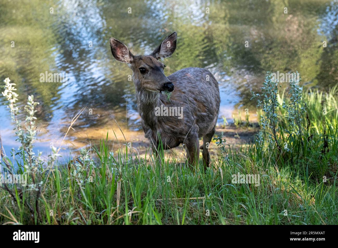 Mule deer (Odocoileus hemionus), Inglewood Bird Sanctuary, Calgary, Alberta, Canada, Stock Photo
