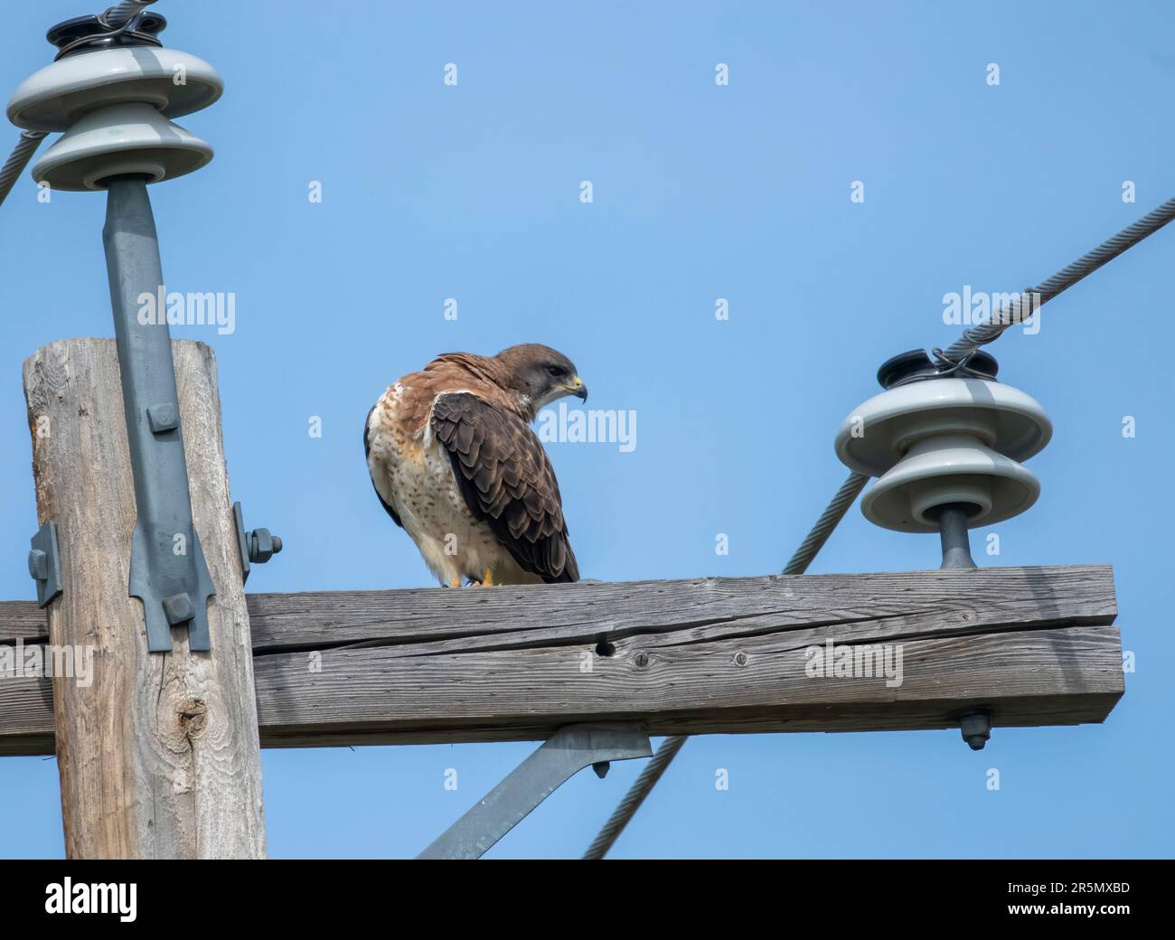 Swainson's hawk (Buteo swainsoni) perched on an electricity post, South of Highway 22x, Calgary,  Alberta, Canada, Stock Photo