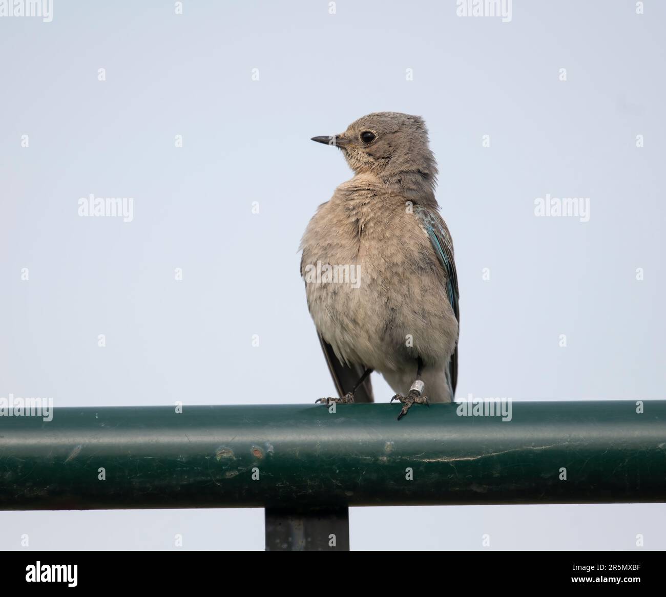 Female Mountain bluebird (Sialia currucoides) perched on a fence, South of Highway 22x, Calgary,  Alberta, Canada, Stock Photo