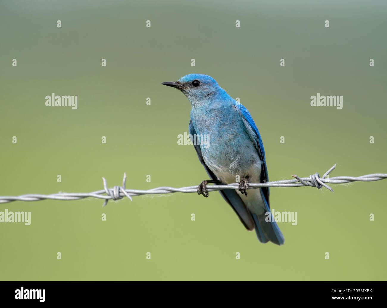Male Mountain bluebird (Sialia currucoides) perched on a barbed wire fence, South of Highway 22x, Calgary,  Alberta, Canada, Stock Photo