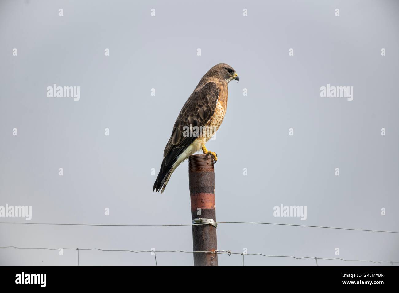 Swainson's hawk (Buteo swainsoni) perched on a fence post, South of Highway 22x, Calgary,  Alberta, Canada, Stock Photo