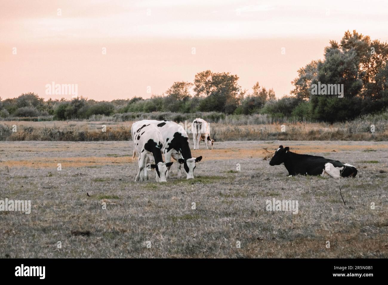 black and white cows in the pasture.Holstein Friesian Cattle.dairy cows
