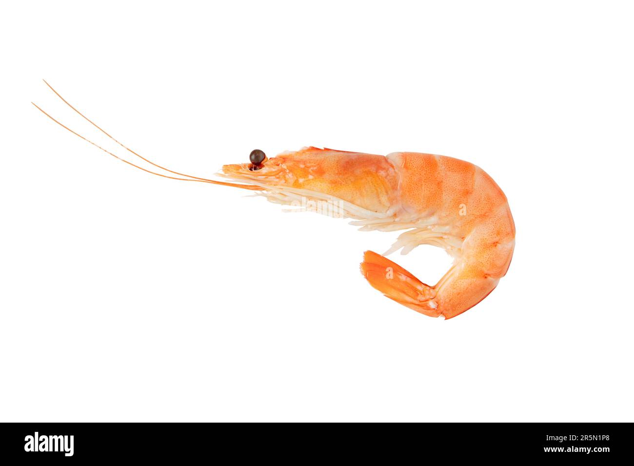 Cooked prawn isolated on white. Boiled shrimp ready to eat. Stock Photo