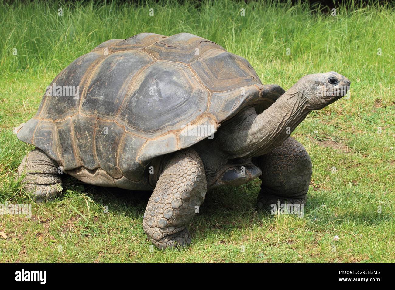 Geochelonia gigantea hi-res stock photography and images - Alamy