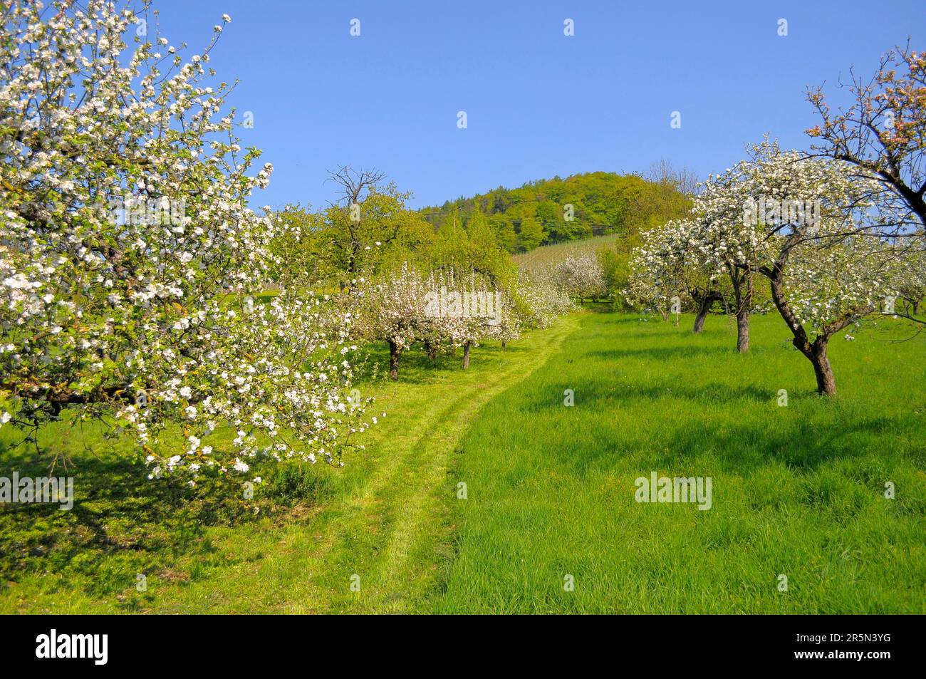 Orchard meadow with fruit trees in blossom Stock Photo - Alamy