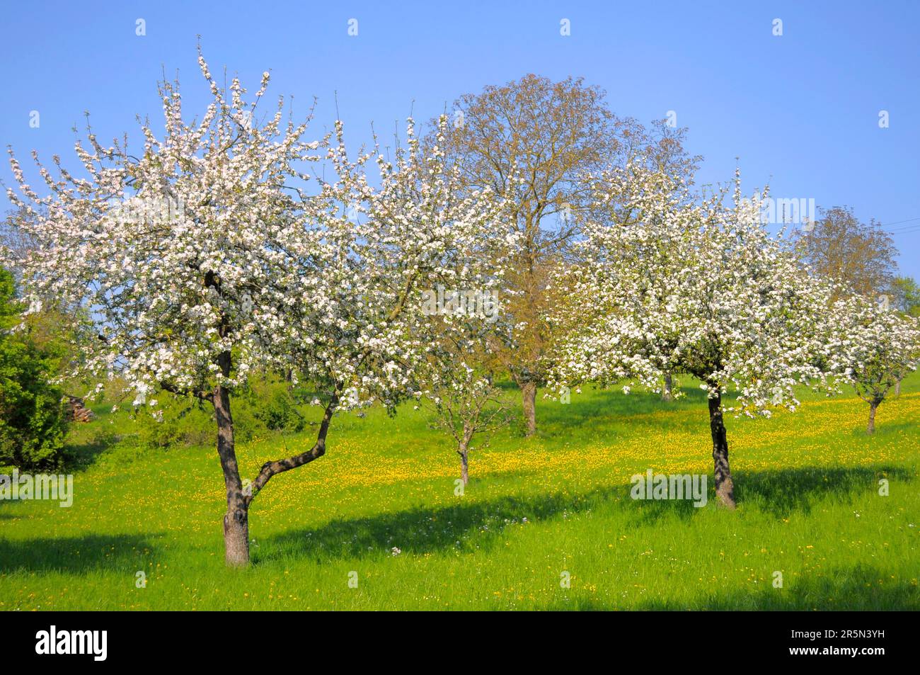 Orchard meadow with fruit trees in blossom Stock Photo - Alamy