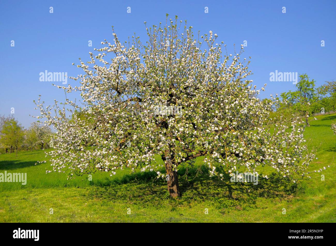 Orchard meadow with fruit trees in blossom Stock Photo - Alamy