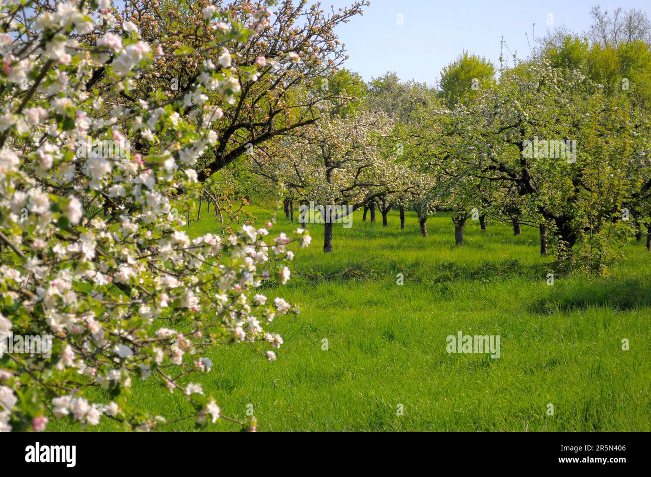 Orchard meadow with fruit trees in blossom Stock Photo - Alamy