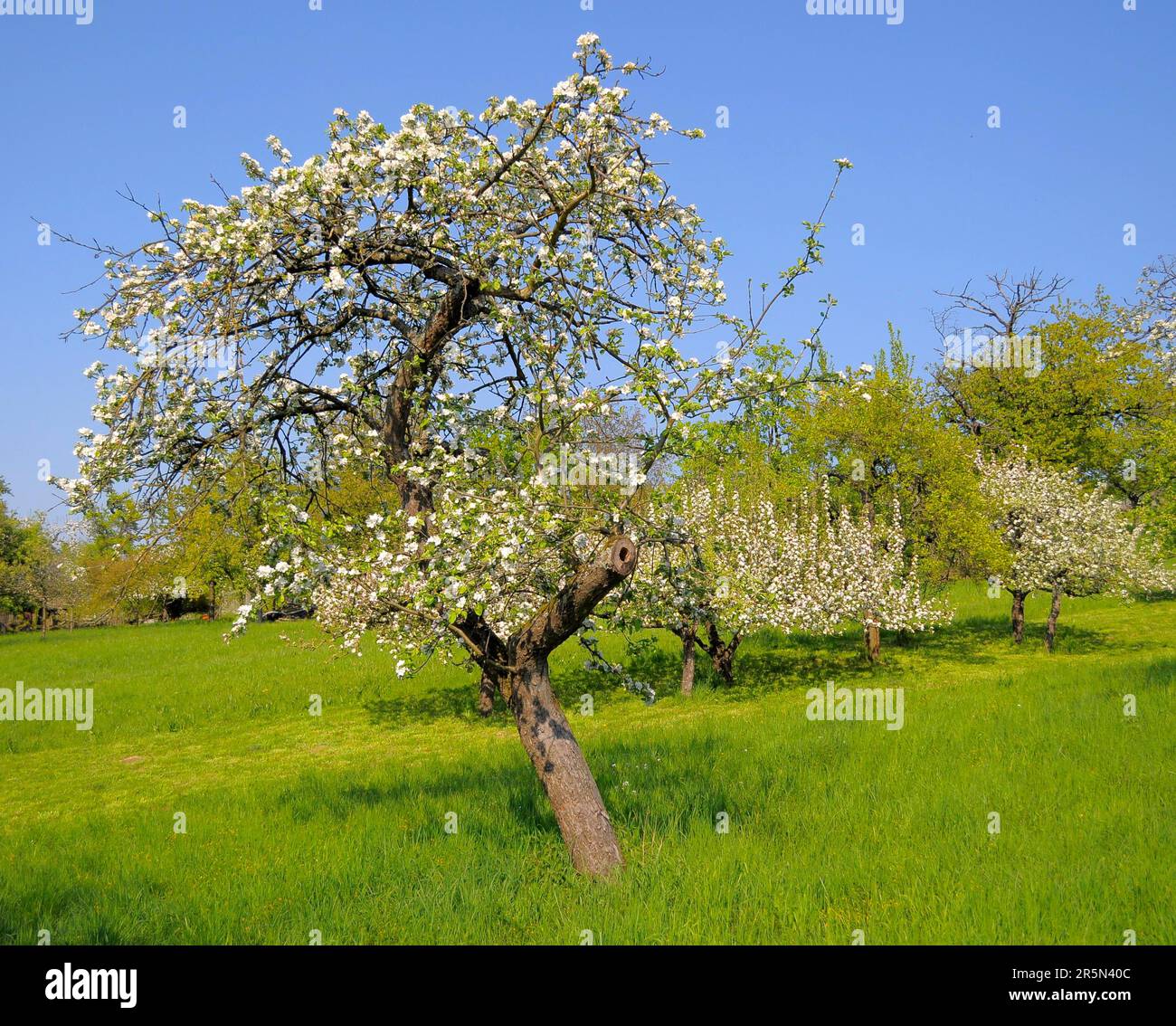 Orchard meadow with fruit trees in blossom Stock Photo - Alamy