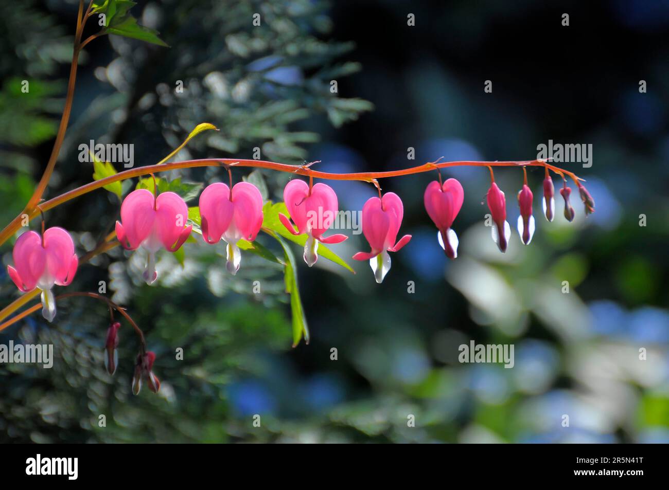 Weeping Heart (Dicentra spectabilis) Flowering in the Garden, Weeping ...