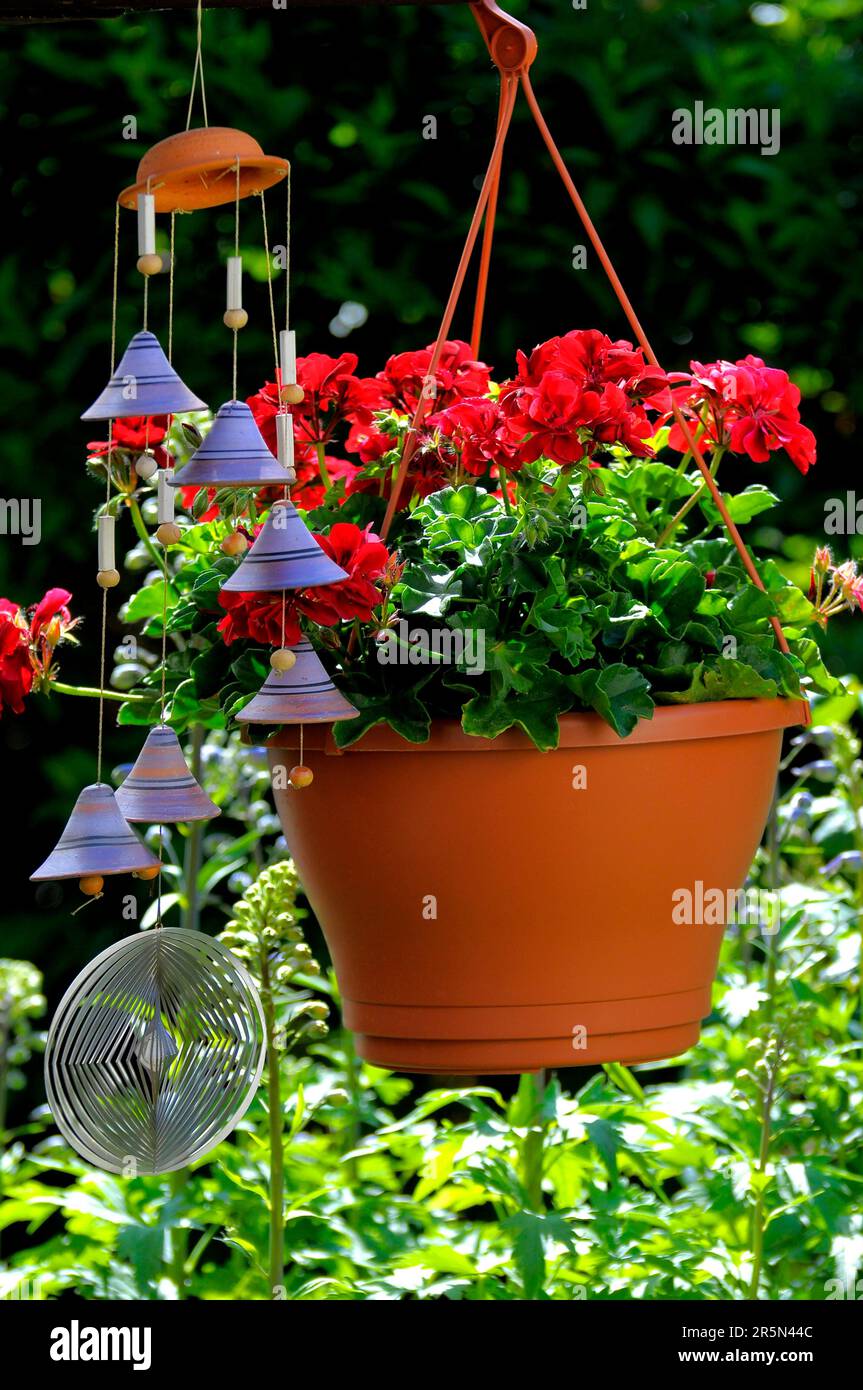 Hanging geraniums as a hanging basket plant Stock Photo Alamy