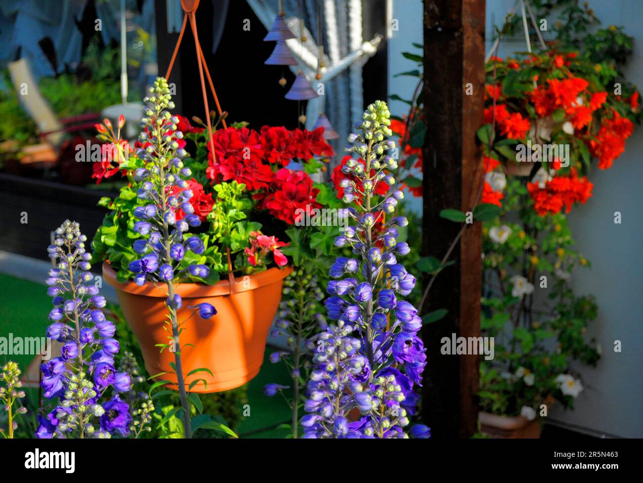 Hanging geraniums as hanging baskets flowering in the garden, larkspurs