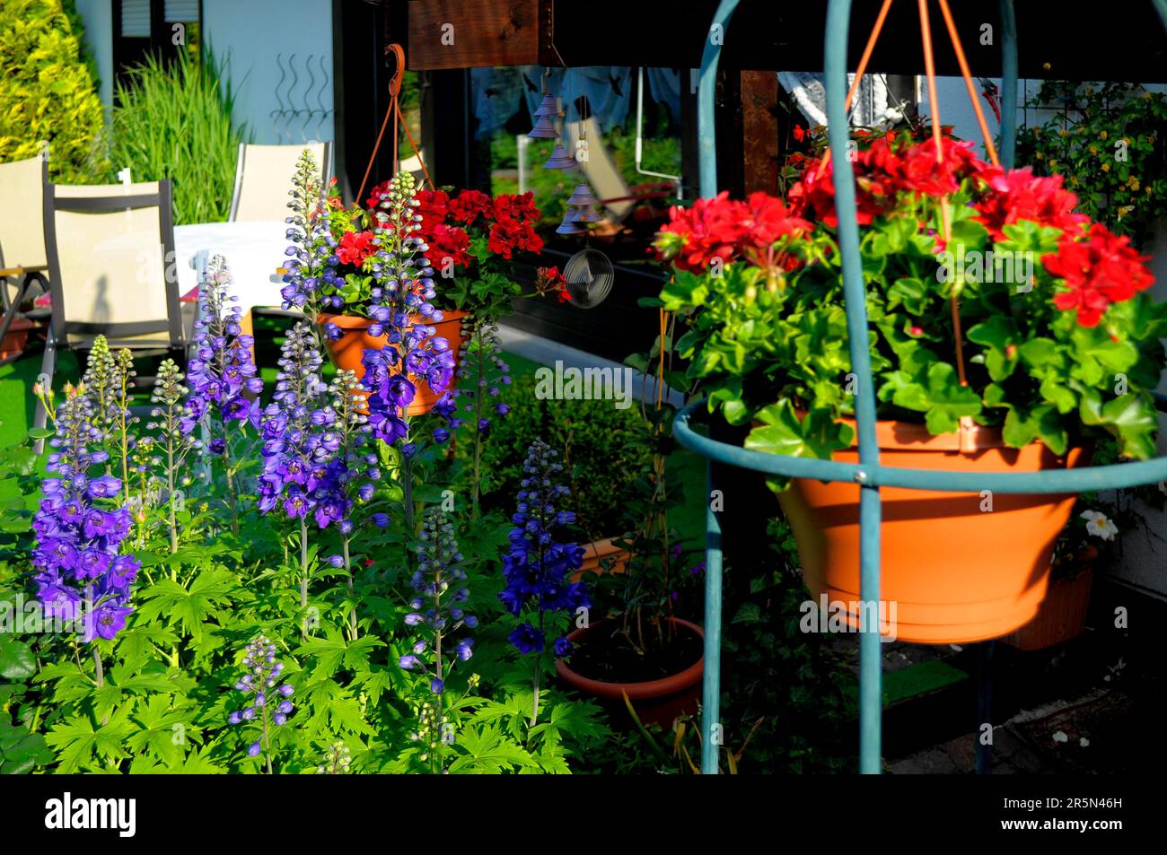 Hanging geraniums as hanging baskets flowering in the garden, larkspurs  (delphinium) (Delphinium), perennial garden, pergola Stock Photo - Alamy