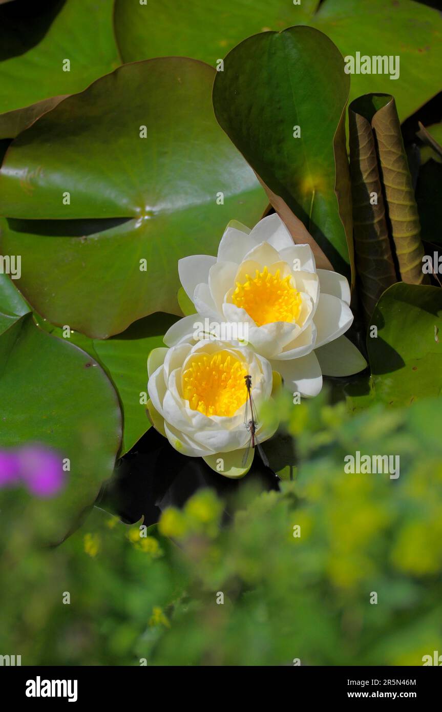 European white water lily (Nymphaea alba) flowering in garden pond, dragonfly mating on water lily, white water lily, water lily Stock Photo