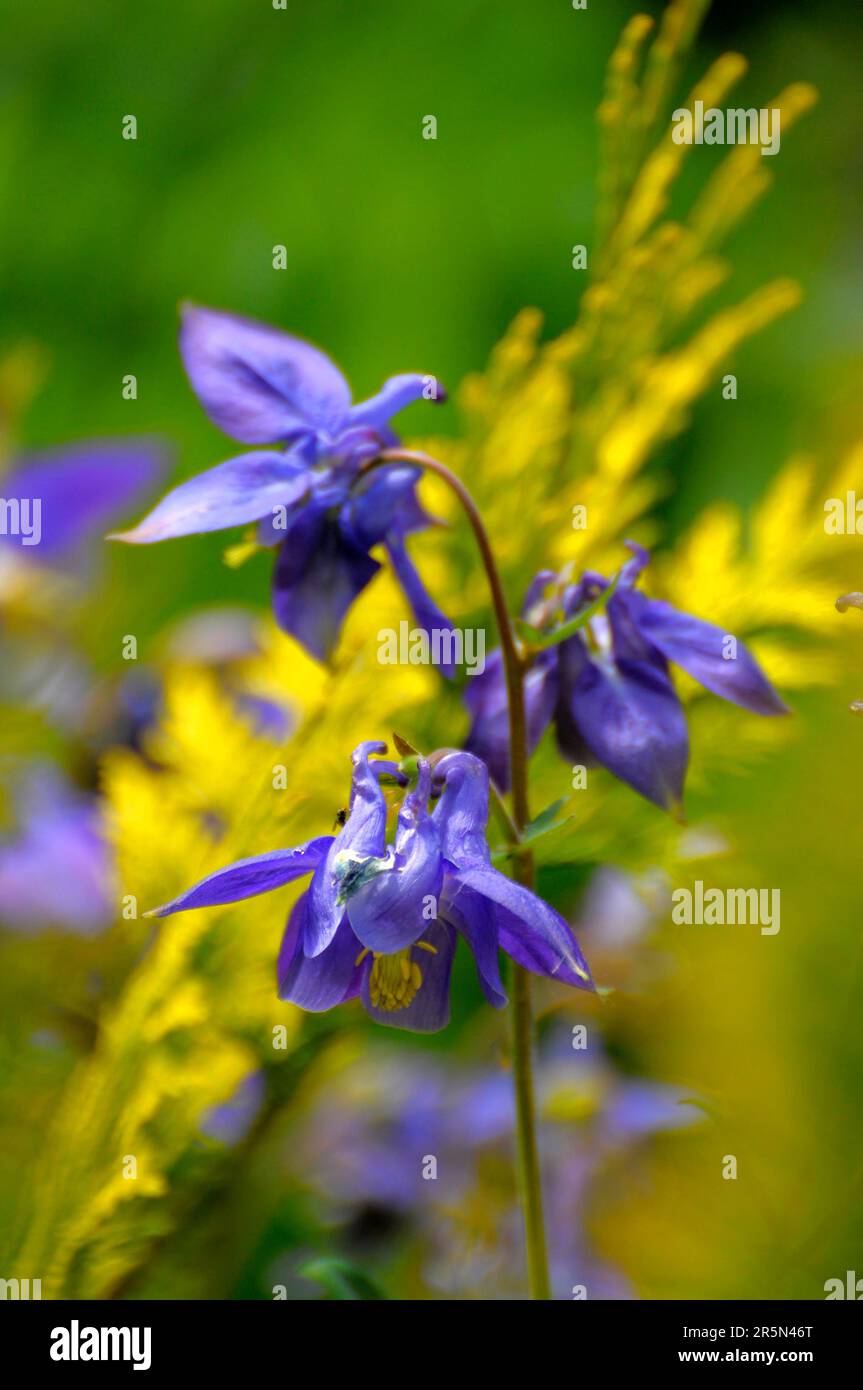 Columbine blue flowering in the garden, european columbine (Aquilegia vulgaris) Stock Photo