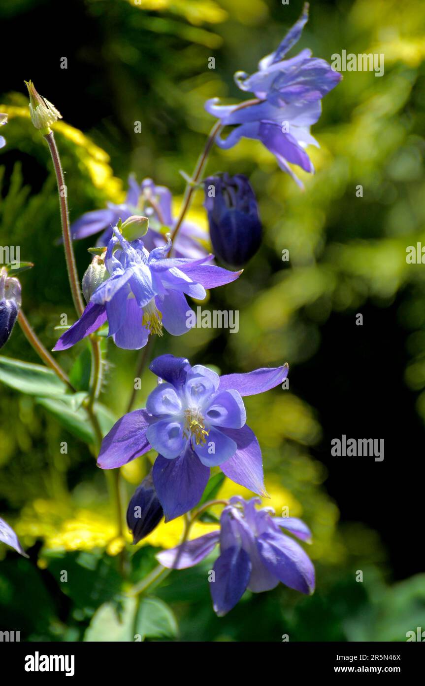 Columbine blue flowering in the garden, european columbine (Aquilegia vulgaris) Stock Photo