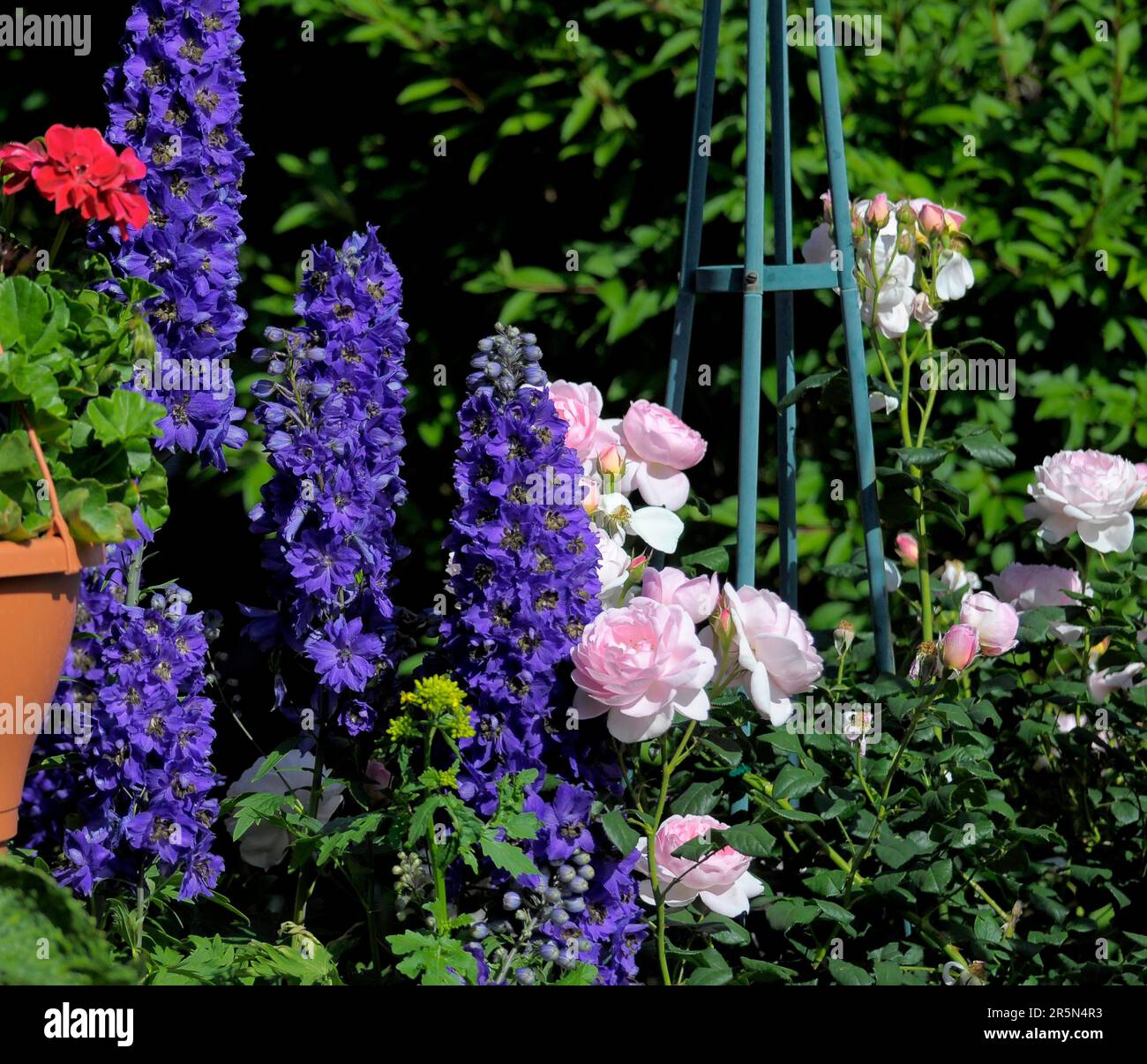 Shrub Rose with (Delphinium) in the Garden Stock Photo
