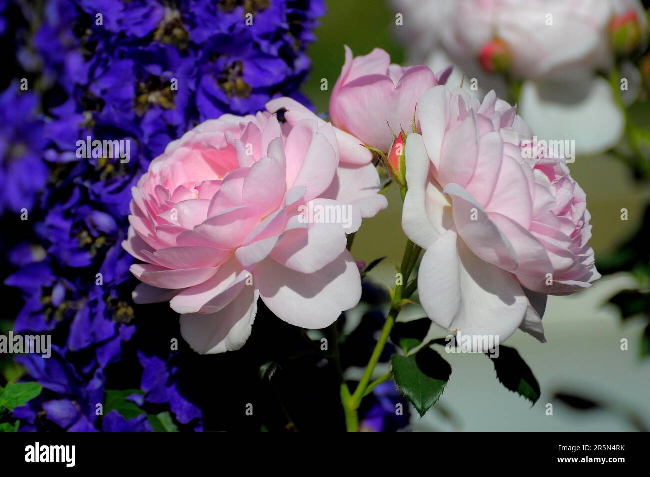 Shrub Rose with (Delphinium) in the Garden Stock Photo