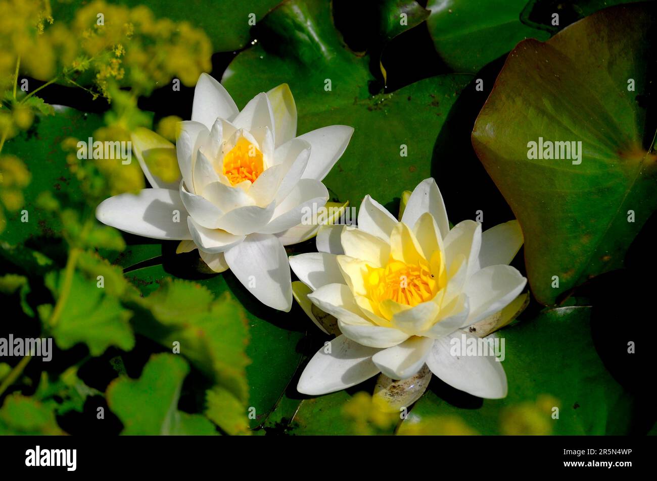 White water lilies in the garden pond Stock Photo