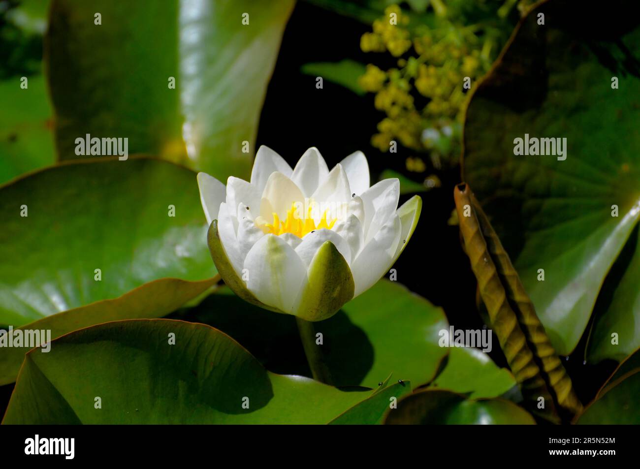 White water lilies in the garden pond Stock Photo